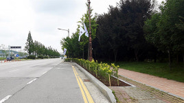 천안시, 4.8㎞ 구간 ‘명품가로숲길’ 조성