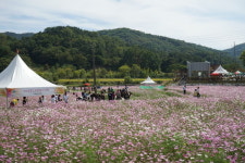 대덕구 장동 코스모스 경관단지 보러 오세요
