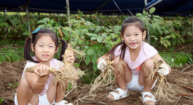 금산국제인삼교역전 1350만 달러 성과