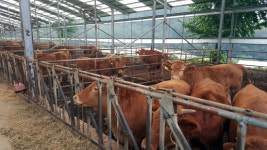 30년 한우농장의 정직한 맛. OK한우 식당