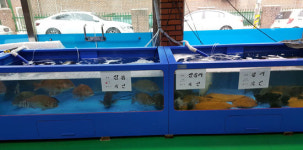 이젠 활어회도 무한리필 시대
