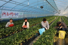 초보농사꾼 부부, 카페 접목한 딸기농장 성공 예감