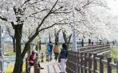 천안·아산 벚꽃축제 잇달아