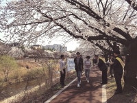 북대전세무서, 탄동천 벚꽃축제장 찾아 세정 홍보