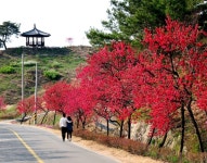 전국 유일 홍도화 축제 22일 개막