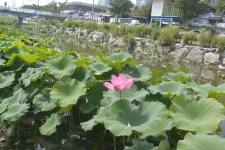동구, 대동천 연꽃으로 물들인다