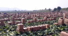 아산시, 봄배추 대만 수출