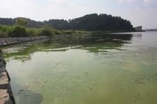“공주보 수문 부분 개방 효과 없어, 금강 녹조 발생”