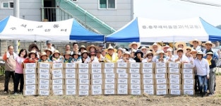 석교동, 사랑의 텃밭서 감자 1000㎏ 수확