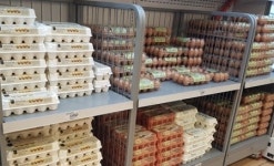 아산 산란계 농장 2곳서 살충제 검출