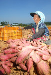 달콤한 논산고구마 풍원미본격출하