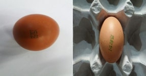 끝나지 않은 살충제 달걀, 농장 2곳 추가 확인