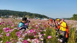 대덕구 장동계족산 코스모스축제, 긴 연휴 동안 성료