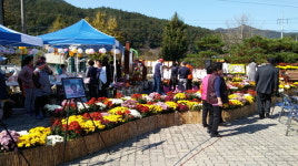 공주시 유구읍 추계보건진료소, 국화꽃 전시회 열어