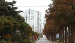 당진시, 채운동 가로수 정비 한다