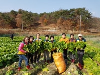 중구, ‘행복나눔농장’ 김장용 배추 수확 돌입