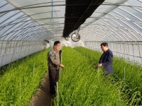 청양군  황금 프리지어 수확 한창