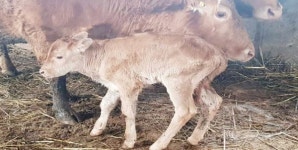 서산한우 해우군과 제주한우 탐라양...2세 출산