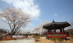 동구, 이번 주말 벚꽃 최고절정