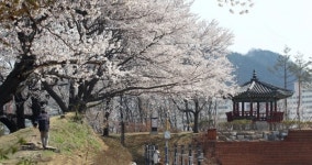 동구, 이번 주말 벚꽃 최고절정