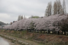 [화보] 봄비가 아쉬운 대덕특구 벚꽃 명소들