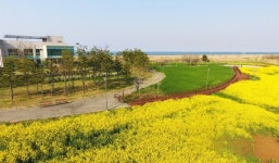 당진 석문산단 유채꽃 물결 장관