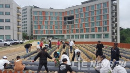 코리아텍 재학생들, 행복텃밭에 사랑의 고구마 심었어요!