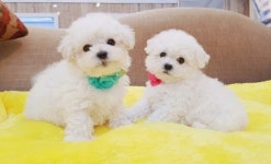 20년 경력의 홈 브리딩, 대전 강아지 분양 드림퍼피&쥬티펫