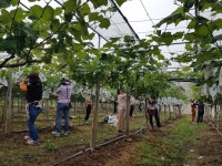 북대전농협, 탑립동 조합원 포도농가서 일손돕기로 구슬땀