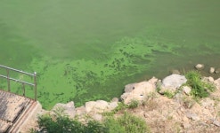 [드론뉴스] 녹색 페인트로 변한 금강