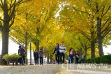 걷고 싶은 아산은행나무길