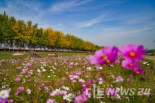 걷고 싶은 아산은행나무길