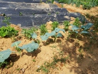 동구, 11일부터 주말농장 4곳 선착순 분양