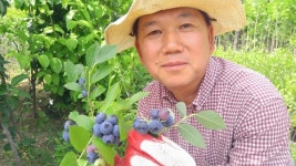 천안유영농원, 블루베리 무료 체험 축제