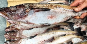 고향의 맛 느끼는 제갈량 양푼이 동태찌개