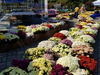 공주 유구 추계보건진료소, 국화 전시회 및 건강증진사업 발표회