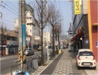 동구, 우암로 가로수 왕벚나무로 교체