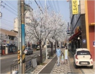 동구, 우암로 가로수 왕벚나무로 교체
