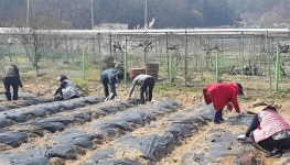 가수원동 복지만두레, 올해도 사랑의 감자 심기