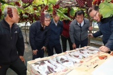 대전 산내농협, 델라웨어 포도 전국 첫 출하