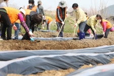 산내동복지만두레, 행복농장에서 사랑나눔 감자 파종
