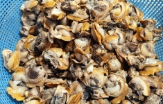 벌교보다 더 유명한 꼬막무침정식 자연애 뜰