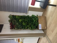 중구, 경로당에 실내공기정화식물 설치