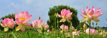 (포토)당진 합덕제와 골정지에 활짝 핀 연꽃