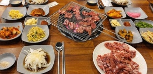 내포의 금오갈매기 대전에 상륙, 인기몰이