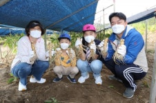 제39회 온라인 금산인삼축제 인삼캐기 체험 인기 최고