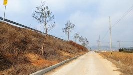 서산 649번지방도 가로수가 이상하다