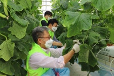 충남세종농협, 당진 스마트팜 농장 일손돕기 나서