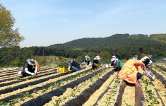 아산시 홍보담당관실, 농촌일손돕기 봉사
