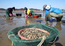 태안군, 게르마늄 바지락 단지 조성